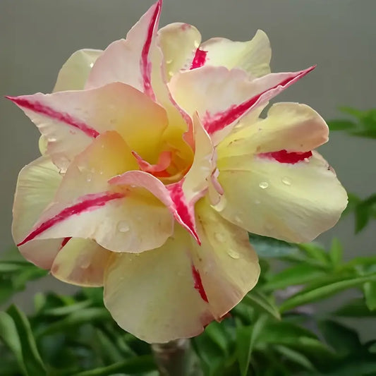 100 PCS Exotic Desert Rose Seeds - Grow Vibrant Blooms with Ease