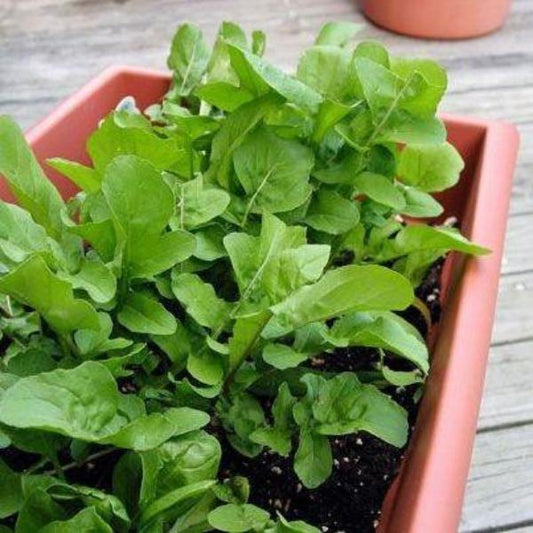 Spinach Leave Seeds