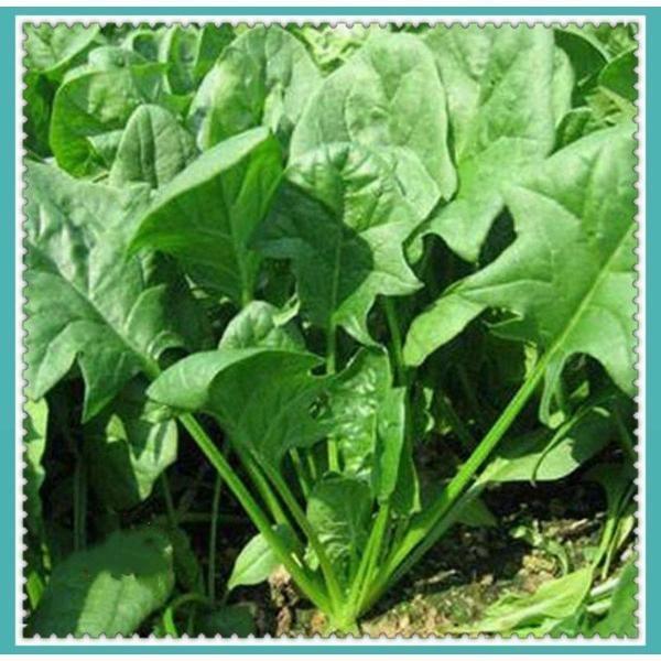 Spinach Leave Seeds