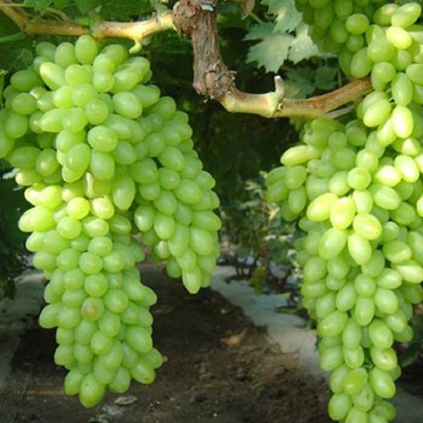 Green Grape Seeds