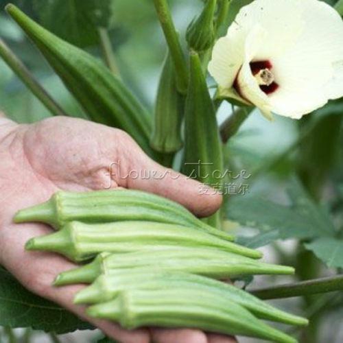 Clemson Spineless Okra Seeds