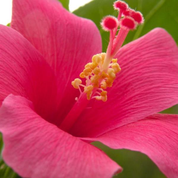 Sweet Pink Hibiscus Hardy Flower Seeds