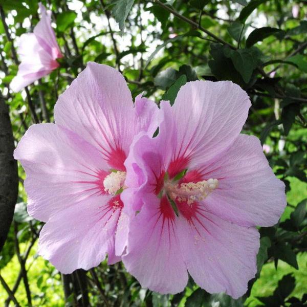 Sweet Pink Hibiscus Hardy Flower Seeds