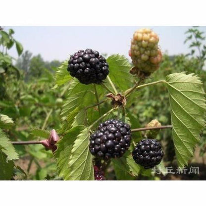 Raspberry Fruit Seeds
