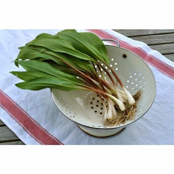 Wild Leek Seeds