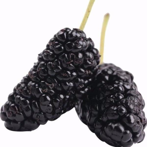 Long Blackberry Juicy Seeds