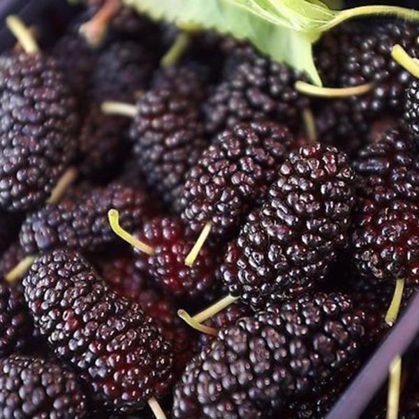 Long Blackberry Juicy Seeds