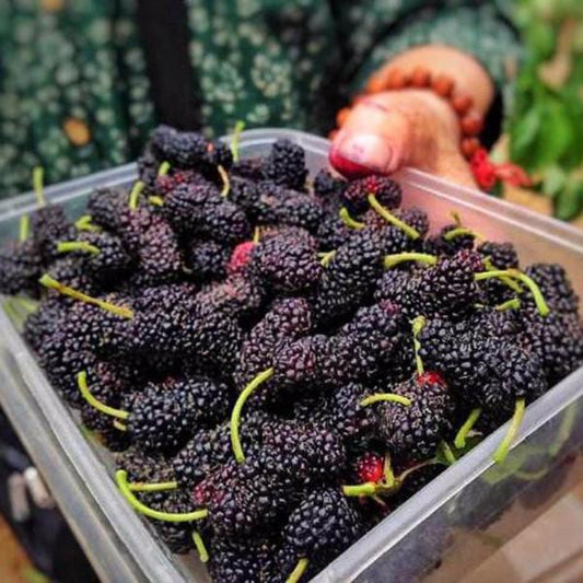 Long Blackberry Juicy Seeds