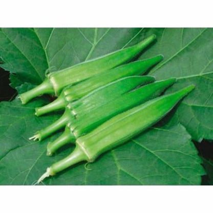 Rare Red and Green Okra Seeds