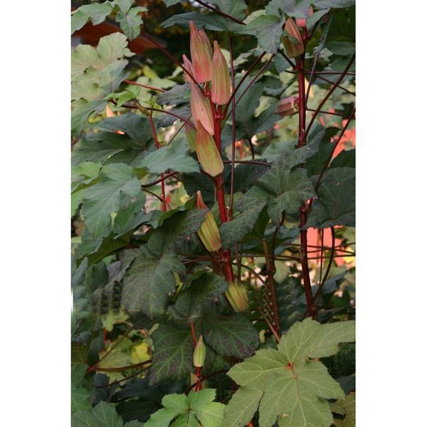 Rare Red and Green Okra Seeds