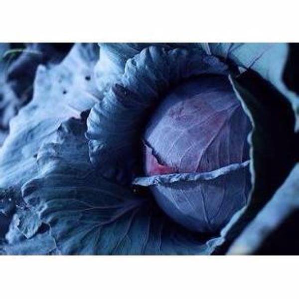 Purple Cabbage Seeds