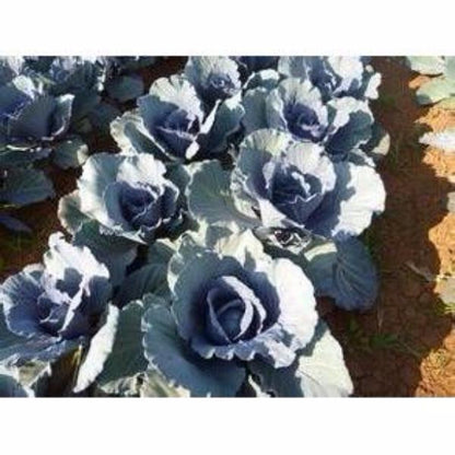 Purple Cabbage Seeds