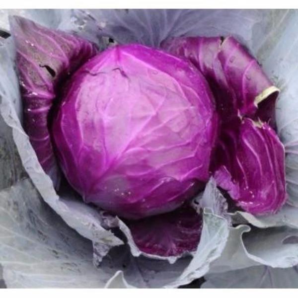 Purple Cabbage Seeds