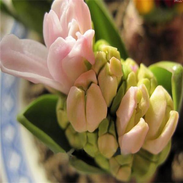 Hyacinth Bean Flower Seeds