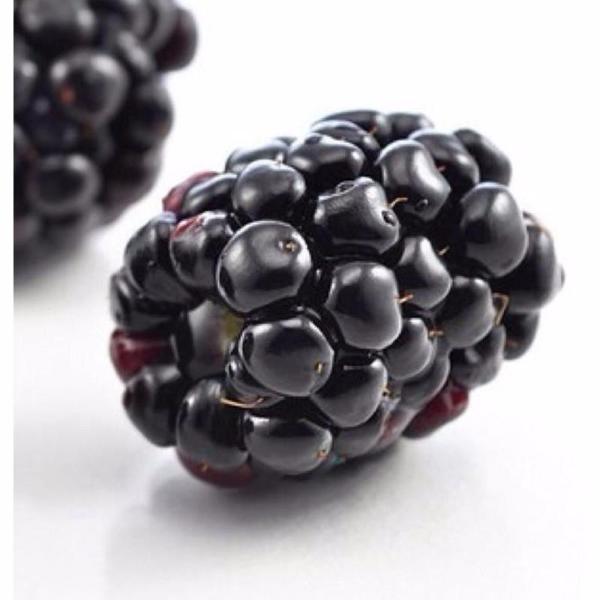 Jumbo Thornless Blackberry Seeds