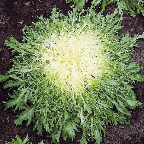 Chinese Vegetable Cichorium Endivia Seeds