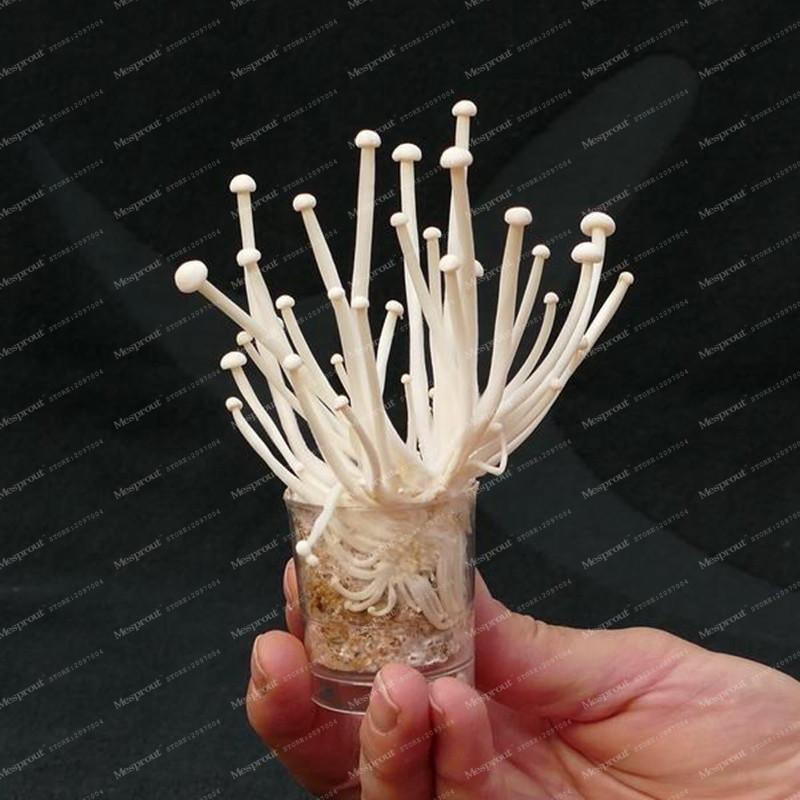 Enoki Mushroom Seeds