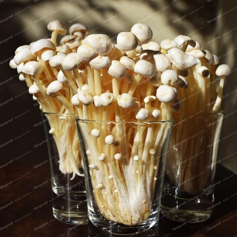 Enoki Mushroom Seeds