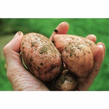 Purple Potato Seeds