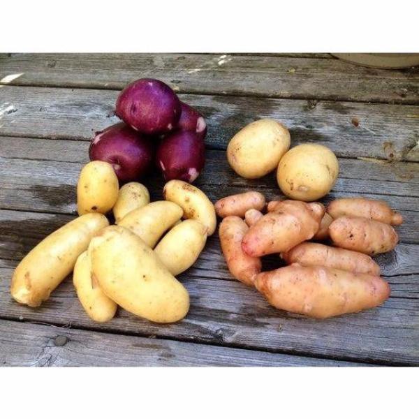 Purple Potato Seeds
