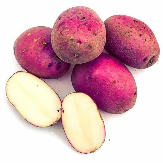 Purple Potato Seeds