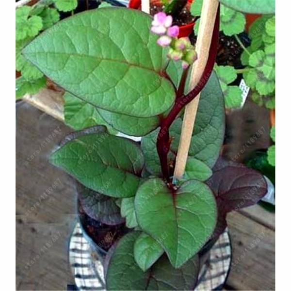 Malabar Spinach Seeds