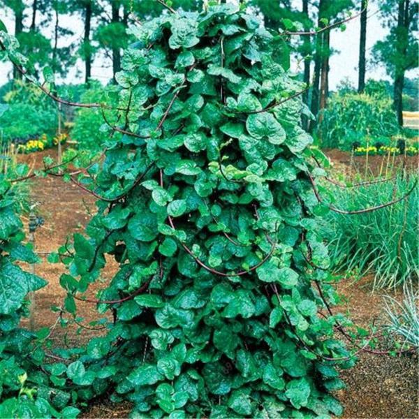 Malabar Spinach Seeds