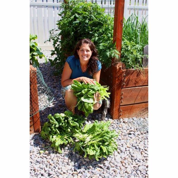 Malabar Spinach Seeds