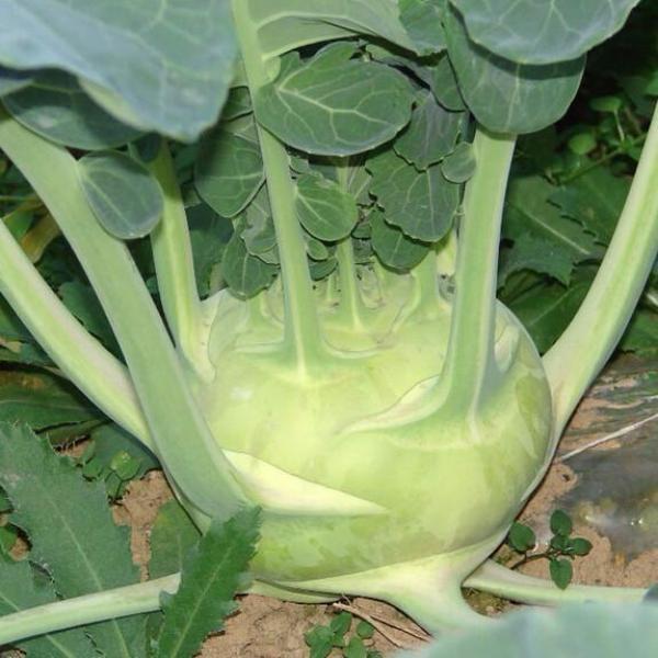 Kohlrabi Seeds