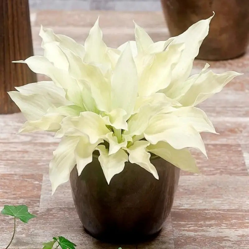 100PCS White Feather Hosta Plant Seeds for Home Garden Planting