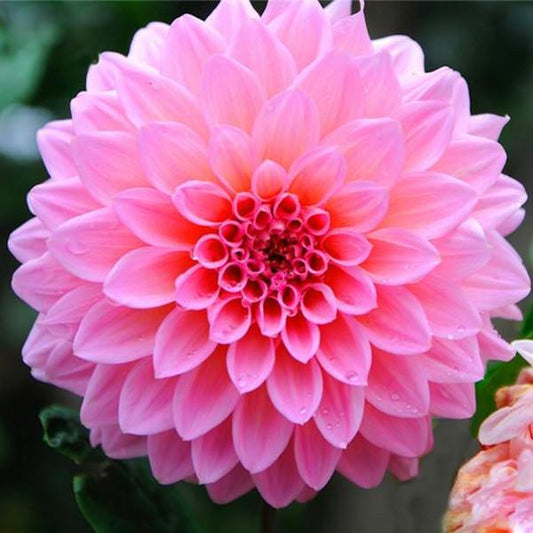 Pink Dahlia Seeds