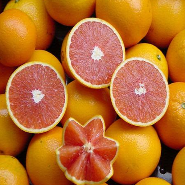 Naval Oranges Fruit Tree Seeds