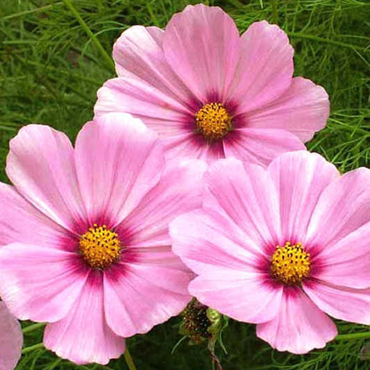 Potted Cosmos Bipinnatus Seeds