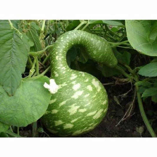 Rare Swan Speckled Swan Bottle Gourds Seeds