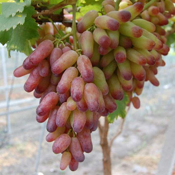 Gold Finger Grape Seeds