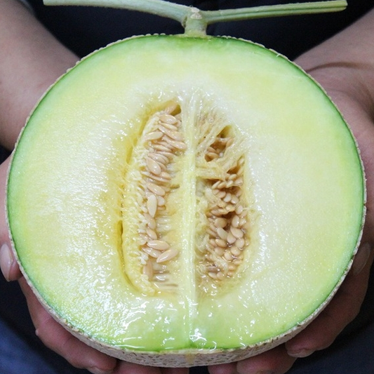 Organic Muskmelon Fruit Seeds