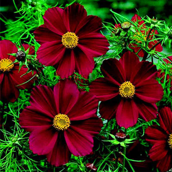 Potted Cosmos Atrosanguineus Seeds