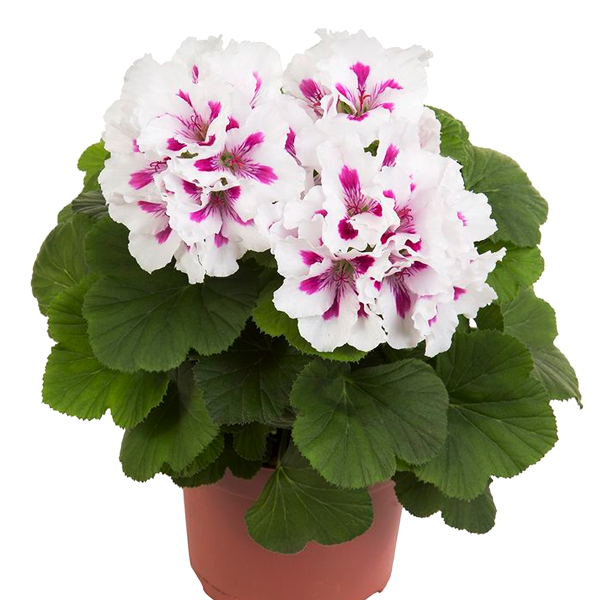 Pelargonium white Flower Seeds