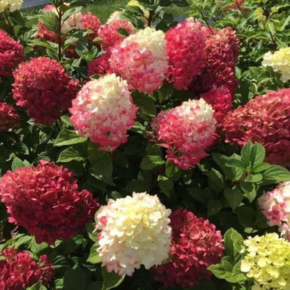 20 PCS Coneflower Strawberry Hydrangea Seeds (Strawberry Hydrangea paniculata) - Create a Magnificent Display of Blooming Balls in Your Garden