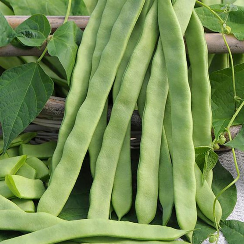 Green Dragon Bean Seeds