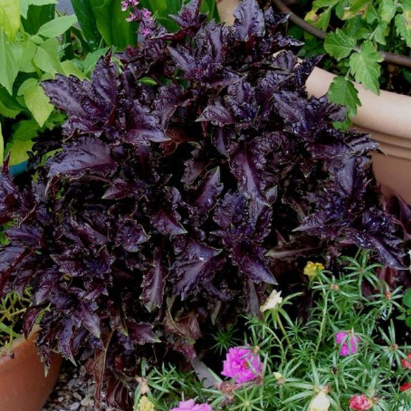 Purple Basil Ornamental Flower Seeds