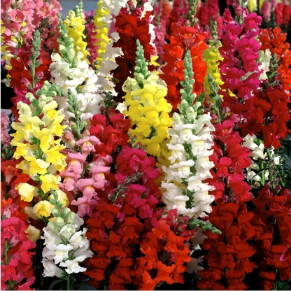 100 PCS Vibrant Colorful Snapdragon (Antirrhinum majus) Seeds for Your Garden