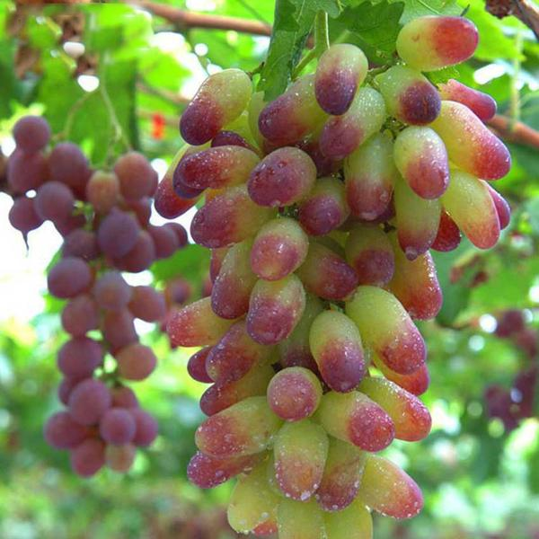 Gold Finger Grape Seeds