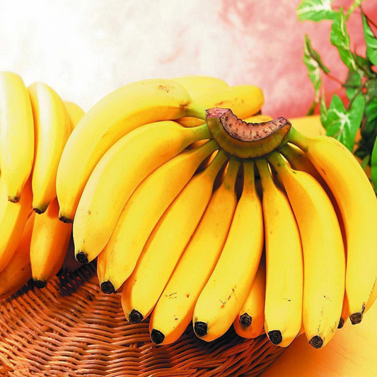 Cavendish Bananas Fruit Seeds