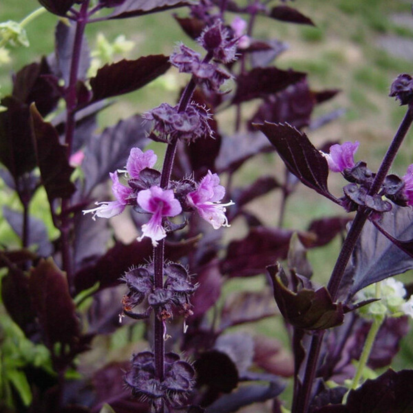 Purple Basil Ornamental Flower Seeds