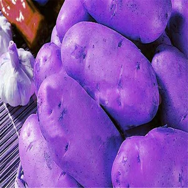 Purple Potato Seeds