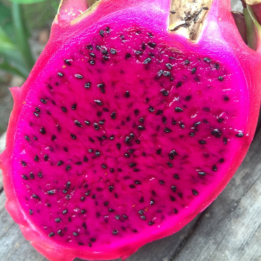 Pink Pitaya Fruit Seeds