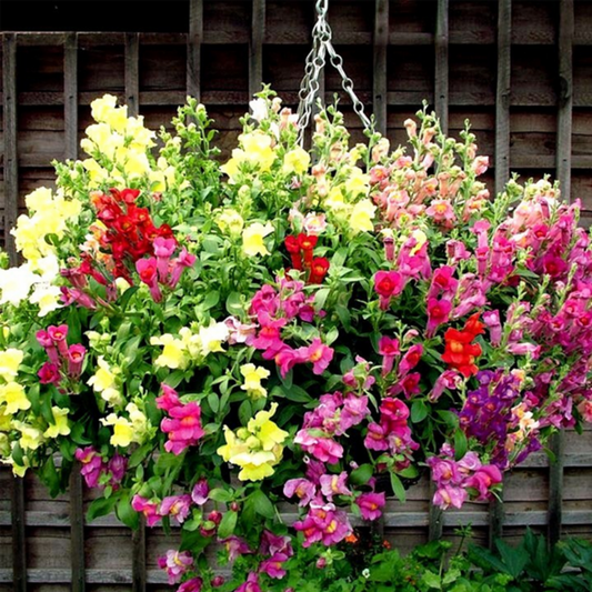 Antirrhinum Snapdragon Flowers Seeds