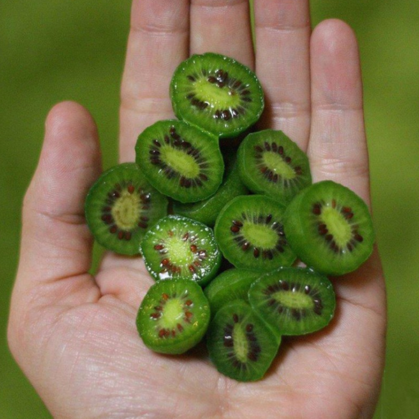 Mini Kiwi Fruit Seeds