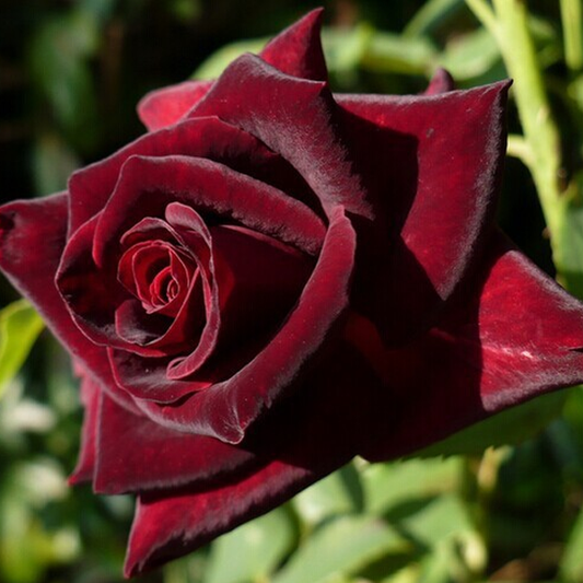 Black Baccara Rose Seeds